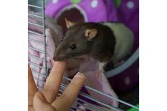 Image A hand reaching out to a rat in a cage.